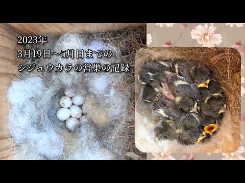 都会のシジュウカラは羽が薄い