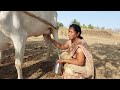 Viral Cow Milk Making Vlog