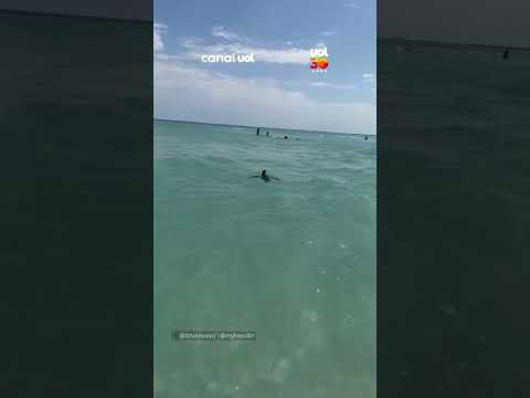 Visitante surpresa! Pinguim nada em meio aos banhistas em praia do Arraial do Cabo (RJ)