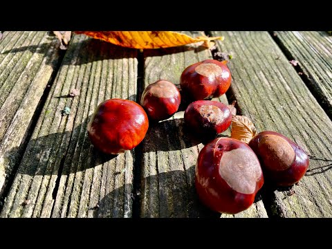 Kastanien verarbeiten zu Tinktur, Seifenlösung, Shampoo