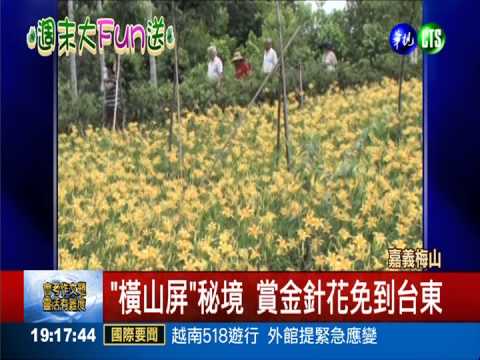 台三線"黃金"秘境 金針花海搖曳