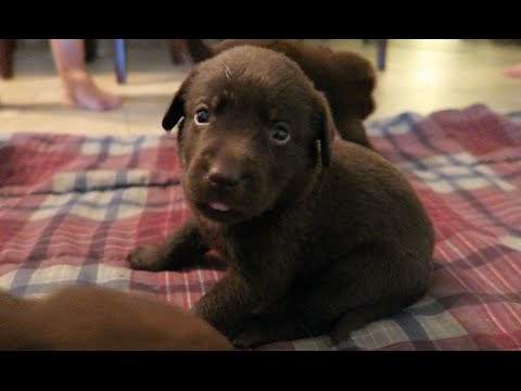 download lagu mp3 mp4 The Chocolate Lab, download lagu The Chocolate Lab gratis, unduh video klip The Chocolate Lab