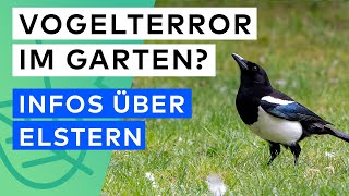 Vogelterror im Garten? Das musst du über Elstern wissen!