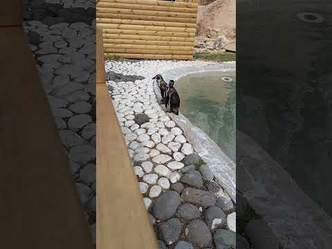 #skibiditoilet #penguin #chipichipichapachapa #funny Bro can't laugh this meme 😂🤣