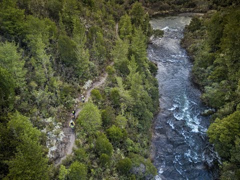 The Power of Bush Therapy