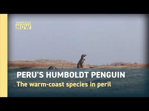 Why Peru's Penguins Are Vanishing