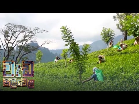 Wedapiliwela - (2018-08-08) | ITN