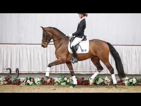 29  Fortuna Stute v.  Franziskus - Rittmeister