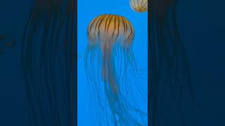 Download lagu #SHORTS | funny animal videos || ubur ubur laut mp3 Download lagu #SHORTS | funny animal videos || ubur ubur laut mp3
