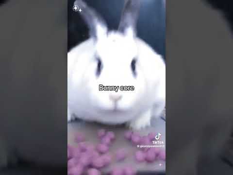 Bunny core