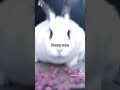 Bunny core