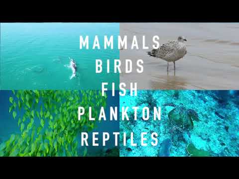 Climate change drives poleward increases and equatorward declines of marine species