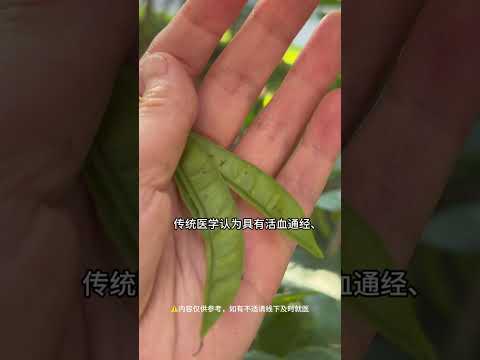 这可不是扁豆。#紫荆#科普 #中草药 #知识渊博 #百科密码 #植物 #弘扬正能量 #健康 #科普