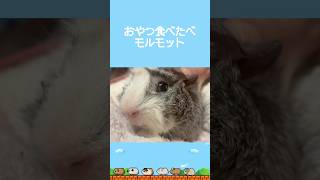 おやつ食べたべセサミ🍪【モルモット】 #guineapig #モルモット #癒し #かわいい #小動物 #動物