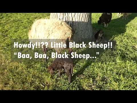 Bicycle Diaries: A Relaxing Adventure by the Rhine River in Dusseldorf Germany