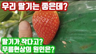 딸기 무름현상의 원인은? 관리 방법은? 칼슘제 사용을 지금해야하나?
