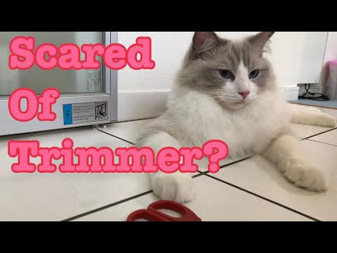 ARE YOU SCARED?:Does my Ragdoll cat get scared when they see the trimmer?!