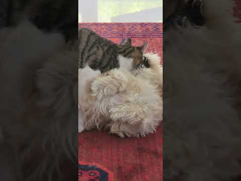 خفتش کرده 🙊