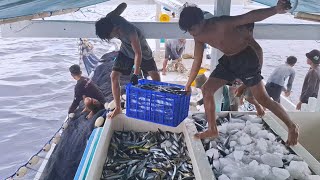 Download lagu Fortune on the 3rd Day Circulated..!! The Results Were This Much || Pa'gaE Mandar || KM Burapala mp3 Download lagu Fortune on the 3rd Day Circulated..!! The Results Were This Much || Pa'gaE Mandar || KM Burapala mp3