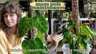moss pole maintenance 🛠️ my climbing plants are sizing up!
