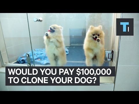 克隆狗背後的科學 (The Science Behind Dog Cloning)