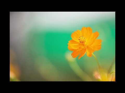 Jay Lehr  -  I'm Your Lover