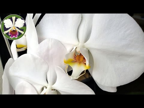 Nine rex sheaths with flowers on the way • Orchid collection update 5 March 2022