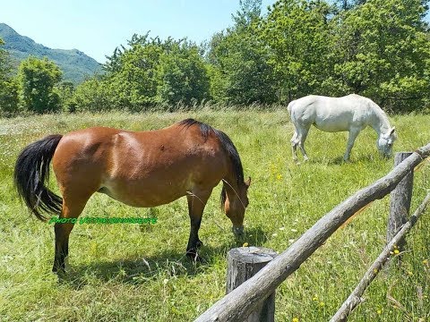 Cavalli al pascolo in Liguria