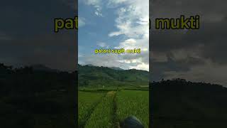 Download lagu ngamumule nusantara(69a) dengan melestarikan alam pesawahan  yang di kelilingi pohon pohon pelindung mp3