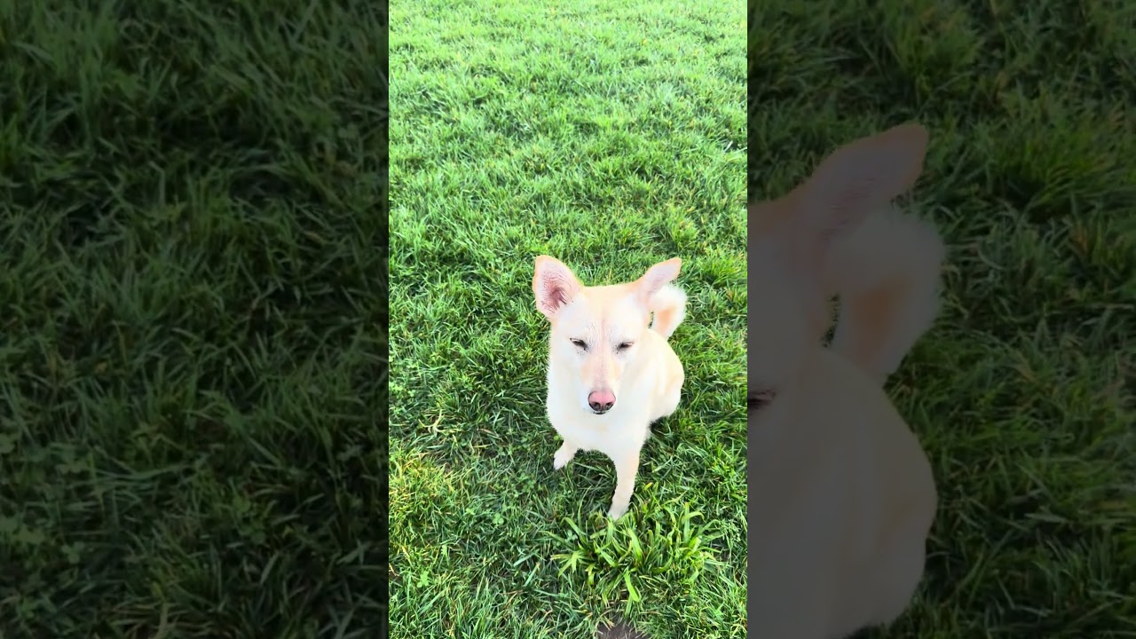 Enlarge Jack, a Adoptable mixed breed in Sonoma, CA video 6/6