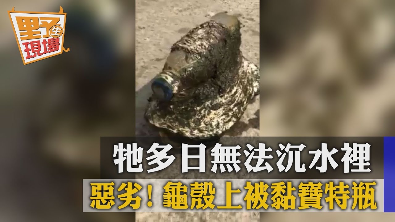 影/惡劣!龜殼上被黏寶特瓶 牠多日無法沉水裡