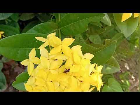 TOUR no Sítio Ecológico Espaço Verde do Silas Em Igarassu - Pe🌿🪴
