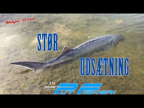 Stør udsætning hos Aalsbogaard