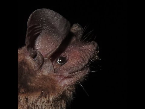 Chaerephon leucogaster