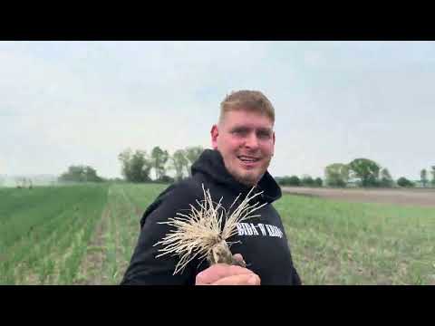 JAK UPRAWIAĆ CZOSNEK ? Odpowiadamy Uprawa Warzyw