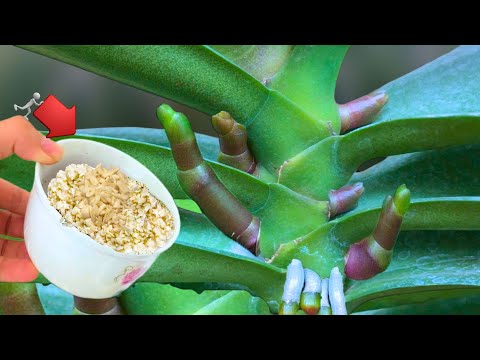 Just sprinkle 1 spoon! Suddenly the orchid grew 1001 roots and bloomed super flowers