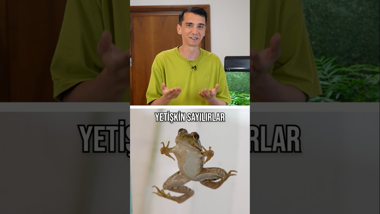 Kurbağaların yemek vakti! 🐸 4. Bölüm