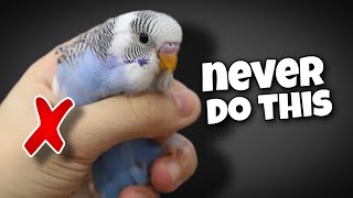 12 things you should NEVER do to your budgie