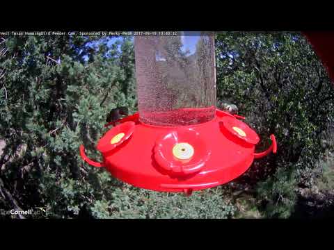 Male Calliope Hummingbird Alights In West Texas – Sept. 19, 2017