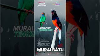 Download lagu MURAI ISIAN TENGKEK BUTO #muraibatu  #ISIANTENGKEKBUTO #tengkekbuto mp3