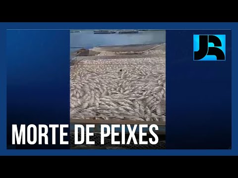 Morte misteriosa de milhares de peixes provoca prejuízo milionário em Minaçu (GO)