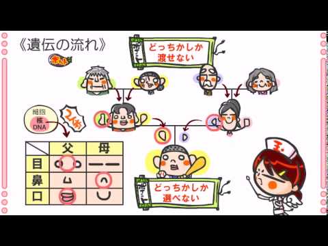 ヒスピドベリクス・アンギオサス