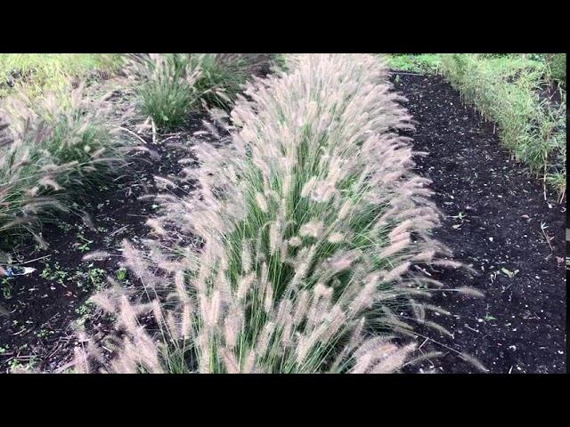 Tas Boomkwekerij - Pennisetum ‘Hameln” (Lampenpoetsersgras)