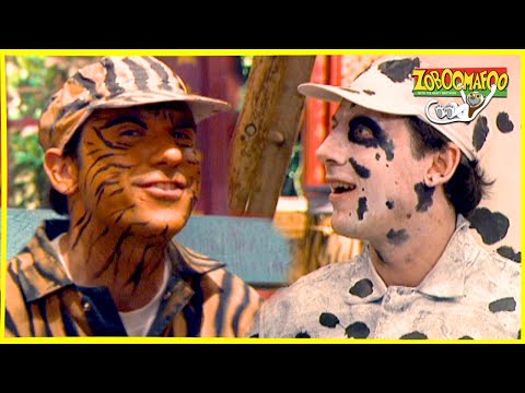 download lagu mp3 mp4 Zoboomafoo, download lagu Zoboomafoo gratis, unduh video klip Zoboomafoo