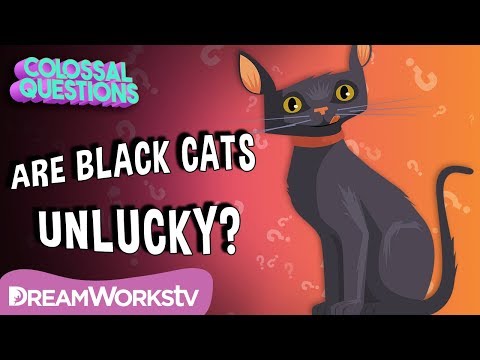 Are Black Cats REALLY Bad Luck? | COLOSSAL QUESTIONS