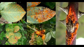 Roses Diseases And Treatments #3 | rose plant problems| Rust on rose | Rose rust treatment