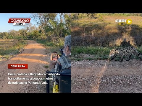 Vídeo: Onça-pintada é flagrada caminhando tranquilamente a poucos metros de turistas no Pantanal; veja.
