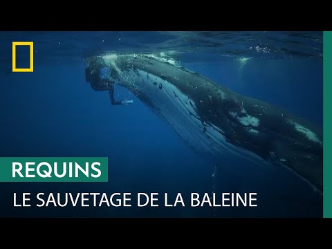 Une baleine protège une plongeuse de l'attaque d'un requin