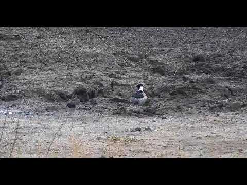 Djuma: Blacksmith Lapwing parent and three chicks during the rain - 06:20 - 10/10/19