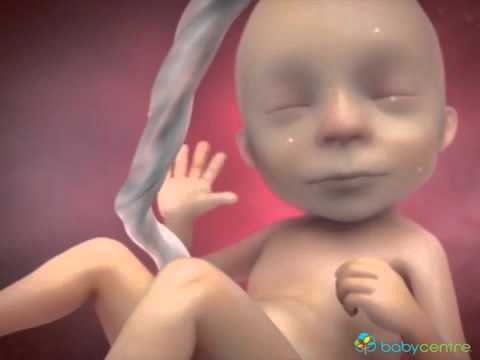 Inside pregnancy  weeks 15 20 video